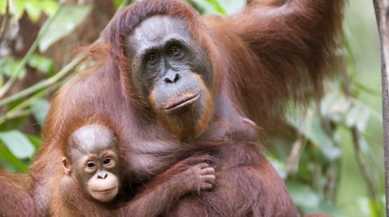 Orango con il suo piccolo