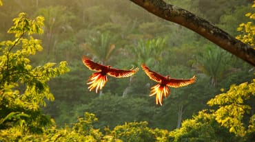 Due ara scarlatti volano, ad ali spiegate, sulla foresta tropicale