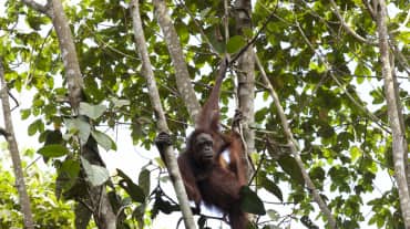 Orango su un albero