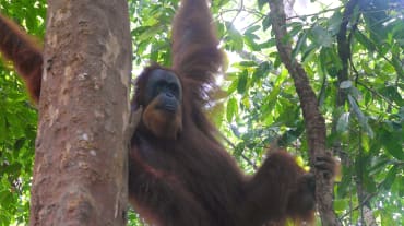 Un orango di Sumatra su un albero