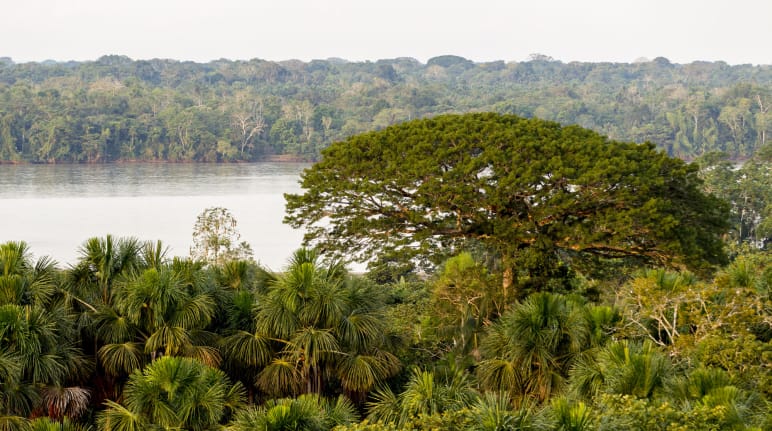 Vista degli alberi e del fiume nel Parco nazionale di Yasuní, Ecuador