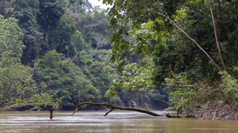 Vista della vegetazione e del fiume nel Parco nazionale di Yasuní, Yasuní, Ecuador