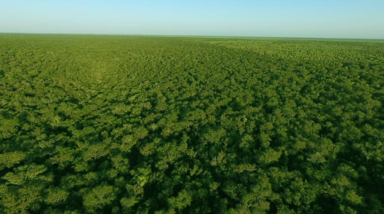 Foresta intatta, Chaco paraguaiano