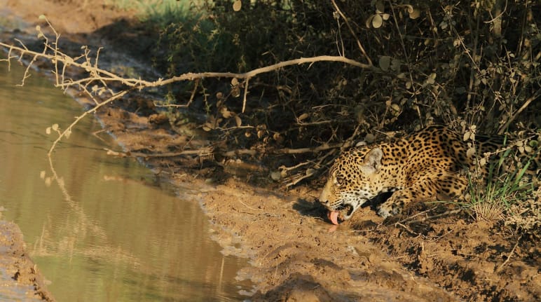 Un giaguaro (jaguar) che fa capolino tra la vegetazione per bere acqua