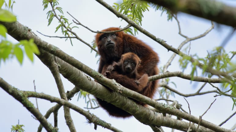 Le scimmie urlatrici che vivono nel sud del Brasile sono a rischio di estinzione perché la foresta pluviale continua a essere distrutta. La situazione si aggrava a Porto