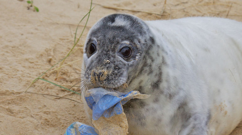 Una cucciolo di foca con un pezzo di plastica in bocca