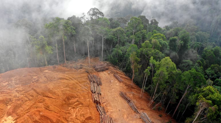 Veduta aerea di un'area di foresta pluviale disboscata con tronchi abbattuti ammassati in contrasto con la foresta ancora intatta.