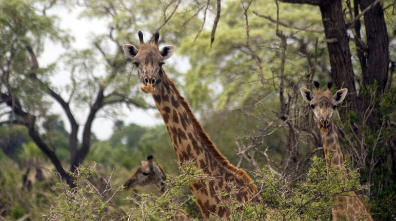 Una giraffa nella Selous Game Reserve in Tanzania