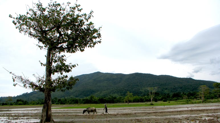 Un contadino lavora in un'area irrigata con il bestiame, sullo sfondo una cresta montuosa
