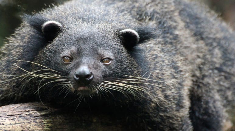 Un animale nero simile a un orso con lunghi baffi si sdraia su un tronco d'albero e si rivolge alla telecamera