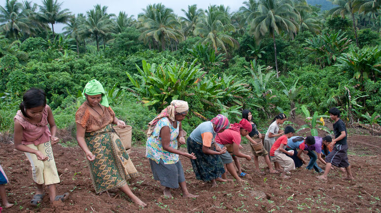 Donne che piantano riso in montagna