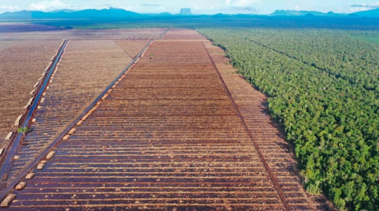 A sinistra: deforestazione per l'industria della carta, a destra: foresta primordiale