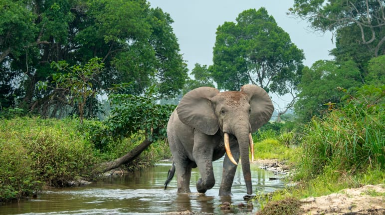 Elefante della foresta in Africa