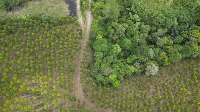 Le piantagioni di eucalipto di TPL stanno riducendo la foresta pluviale