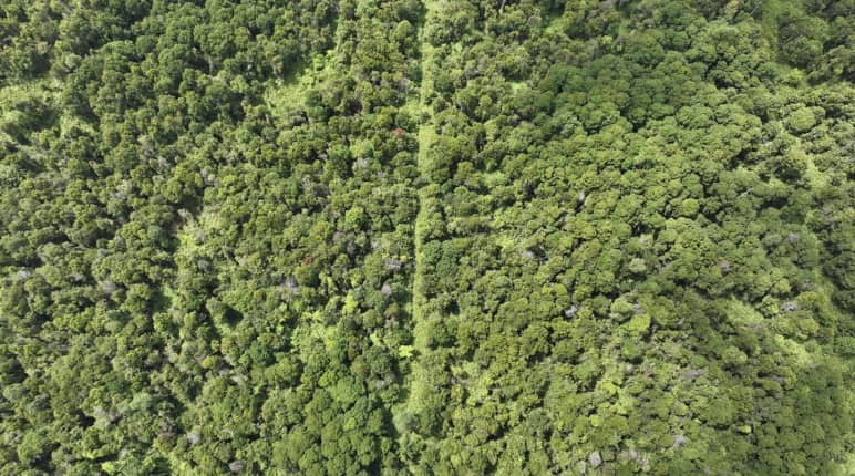 Foto da drone di una torbiera boscosa