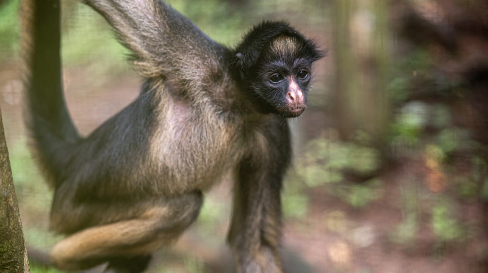 Scimmia ragno dalla fronte bianca (Ateles belzebuth) su un albero