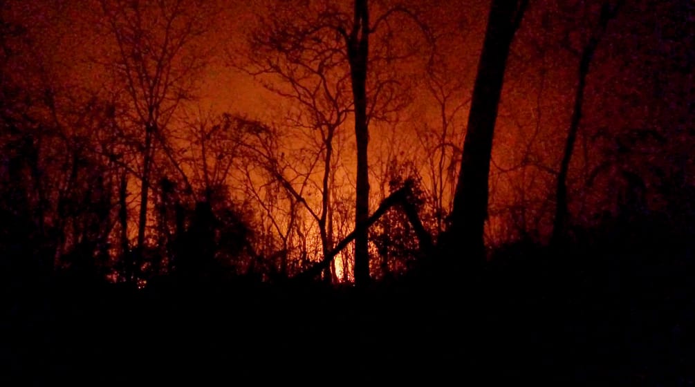 I resti carbonizzati degli alberi si stagliano su un cielo notturno illuminato dalle fiamme.