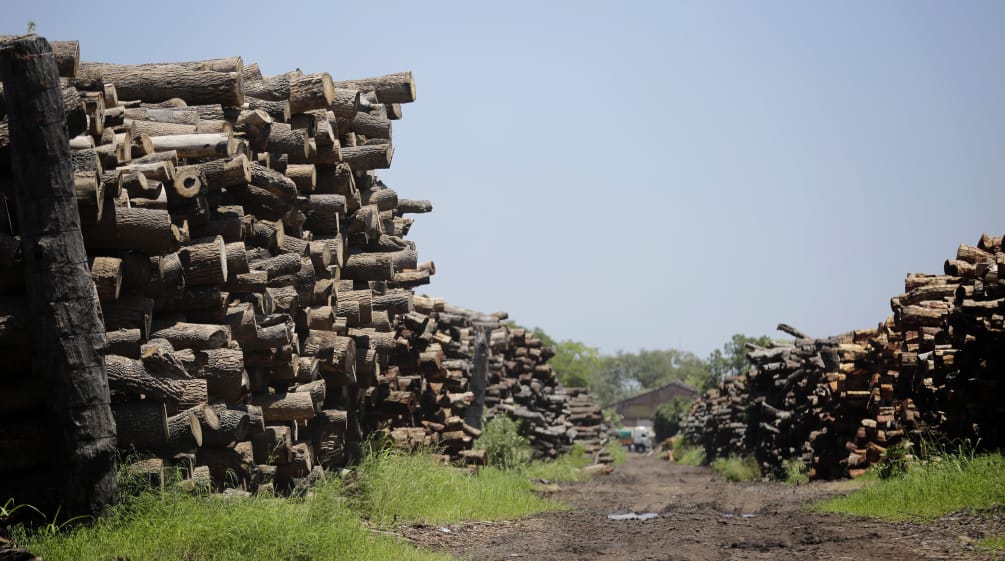 Legno tagliato dalla foresta del Chaco accatastato per essere utilizzato dall'industria.