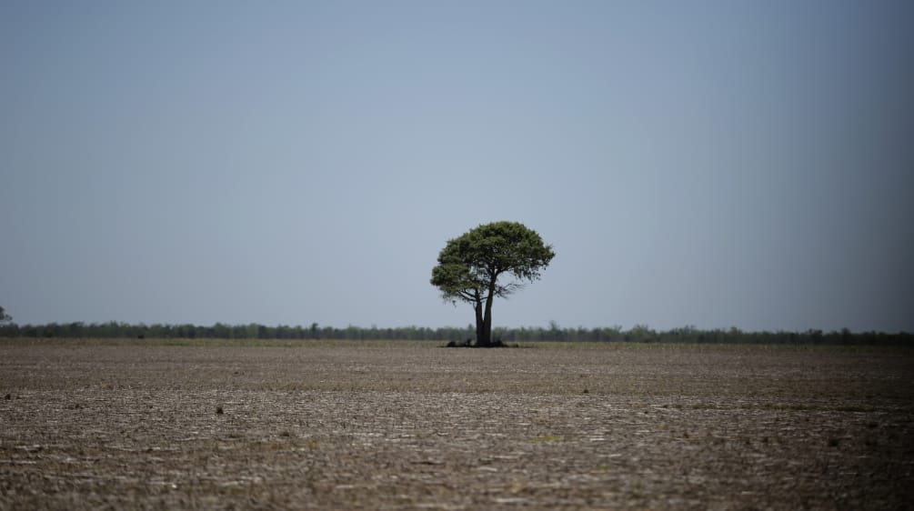 Rimane solo un albero dopo che i bulldozer hanno attraversato la foresta nel Chaco, in Argentina.