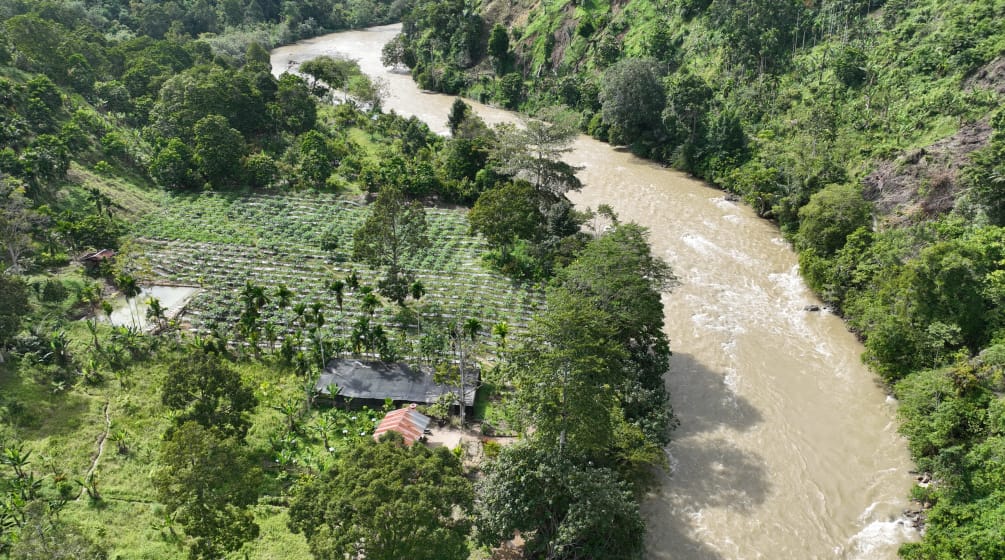 Una foto da drone che mostra un vivaio e una foresta lungo il fiume