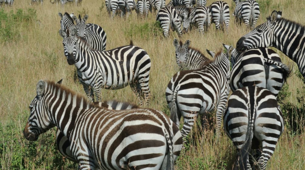 Branco di zebre nella savana