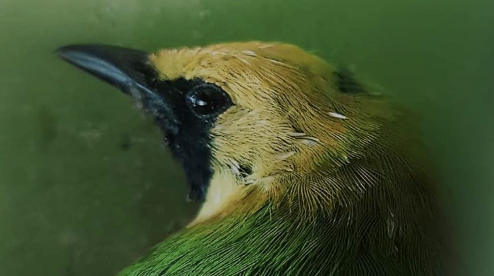 Primo piano della testa di un uccello verde con la fronte gialla