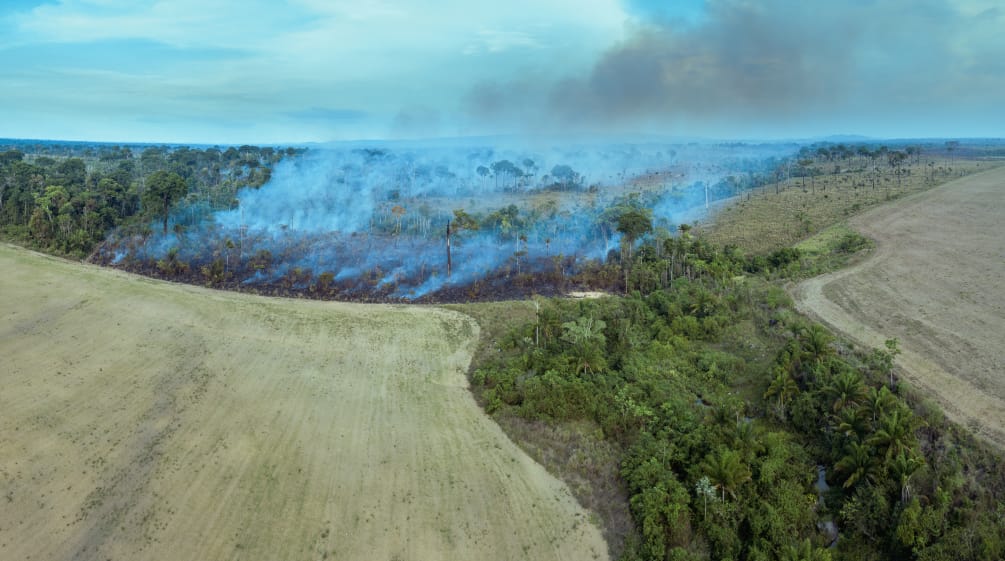 L'immagine mostra come la massiccia deforestazione per abbattimento e incendio stia aprendo la strada a nuove monocolture