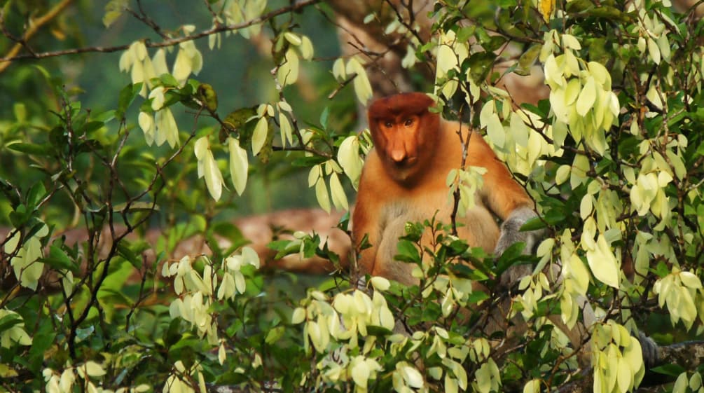 Scimmia nasica su un albero