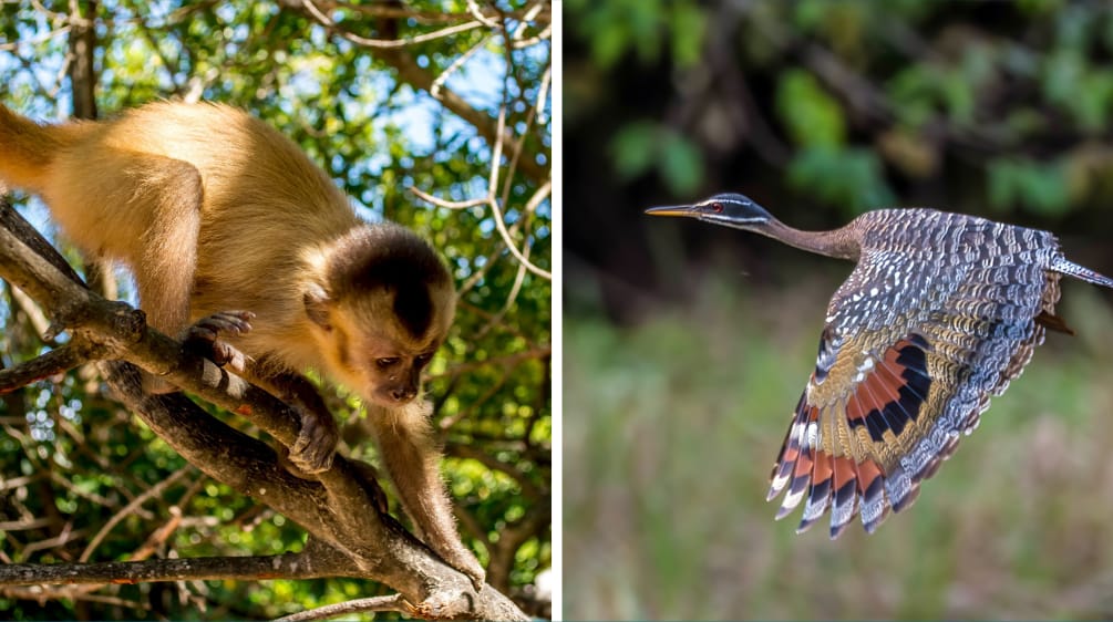 Collage Biodiversità Brasile: a sinistra, cappuccino, a destra, pavone d'acqua.