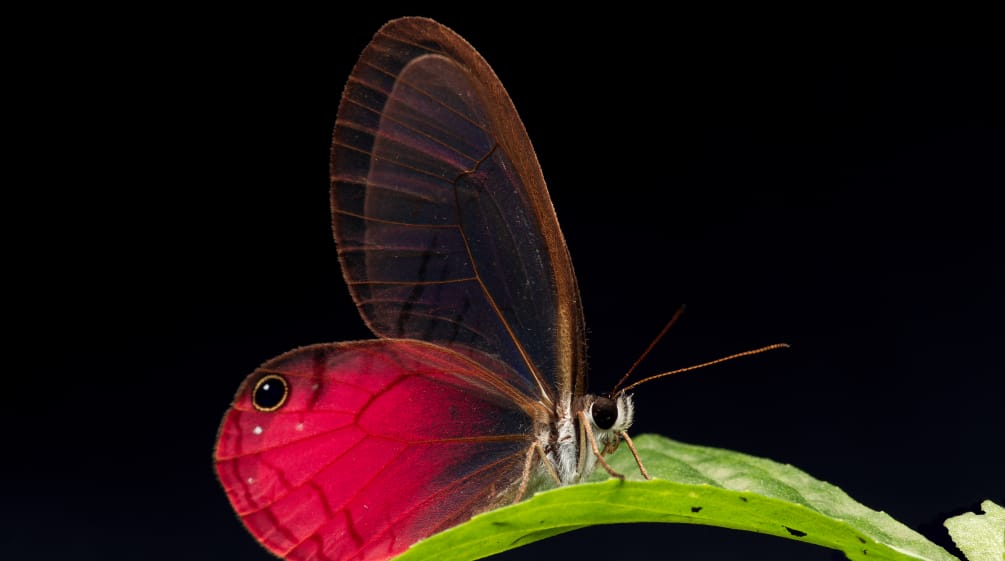 La farfalla Cithaerias pireta, che vive nella Foresta Protetta di Los Cedros, appollaiata su una foglia, con sfondo nero.