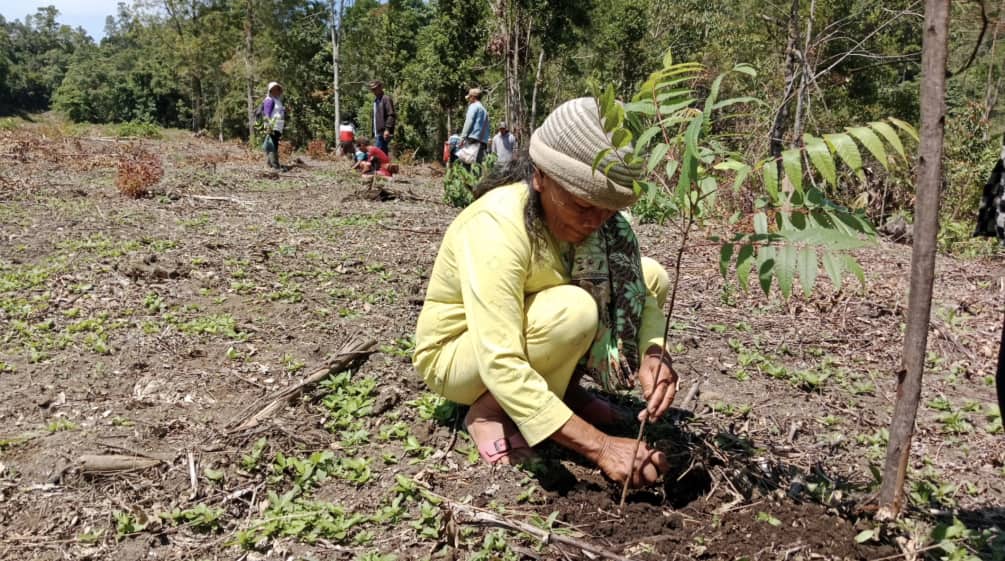 Una donna accovacciata pianta un albero