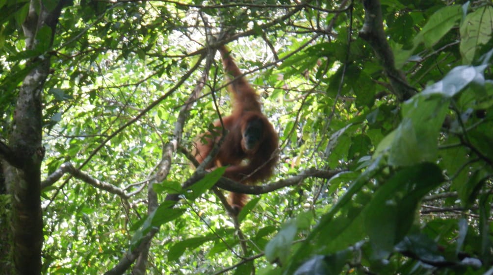 Un orango su un albero