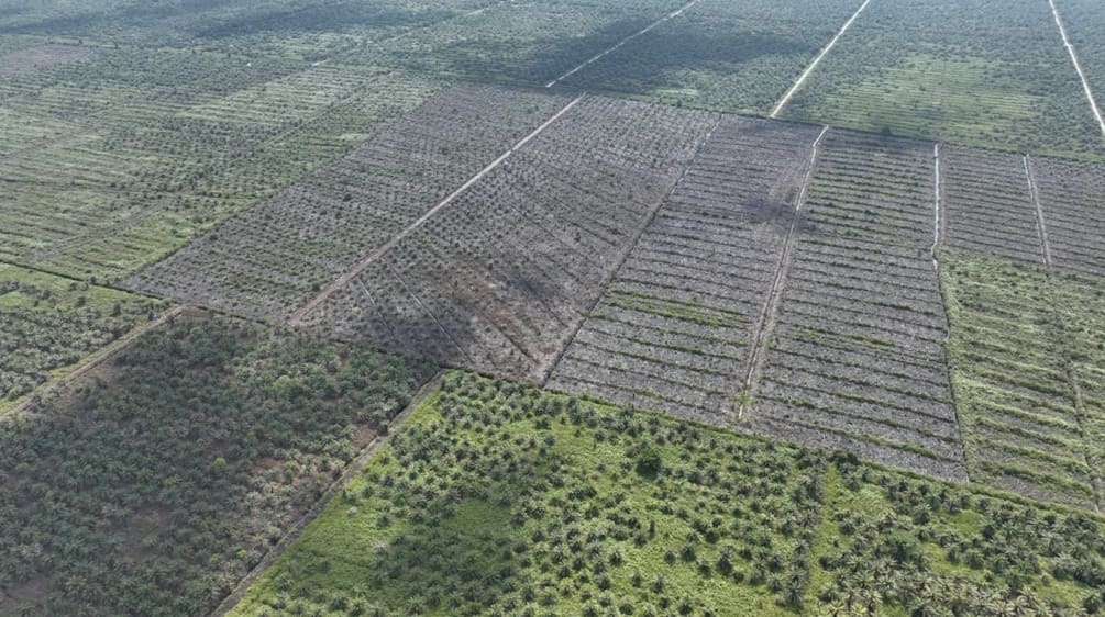 Foto da drone di nuove piantagioni di palma da olio