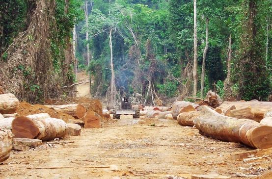 Ladri di legname in una zona deforestata