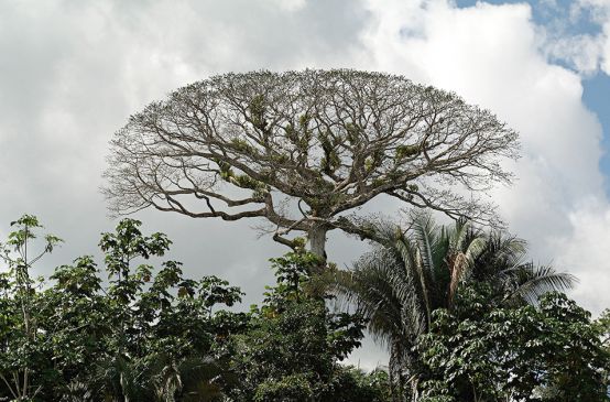 Yasunì, Ecuador