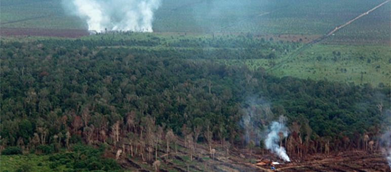 Oltre 100 incendia a Tripa sono dolosi Un incendio doloso nella foresta