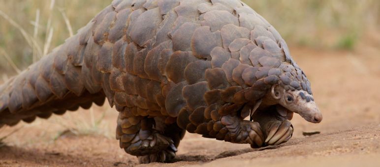 La carne e squame dei pangolini sono molto ricercate in alcune parti di Asia e Africa Un pangolino