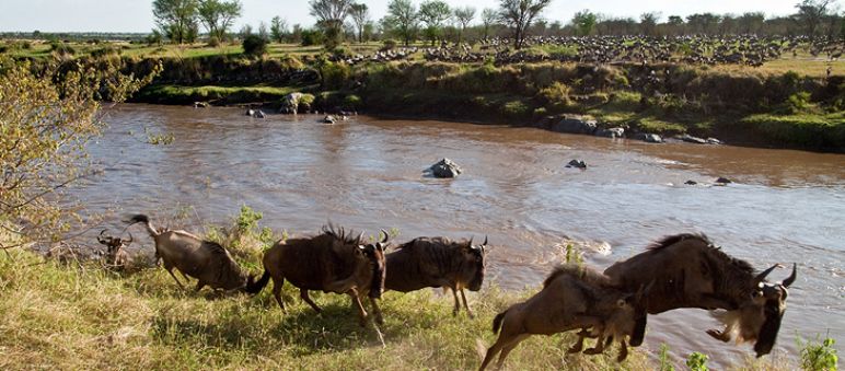 (Foto: Xavier Surinyach Mateu/Amici del Serengeti) Gnu che migrano nel parco Serengeti