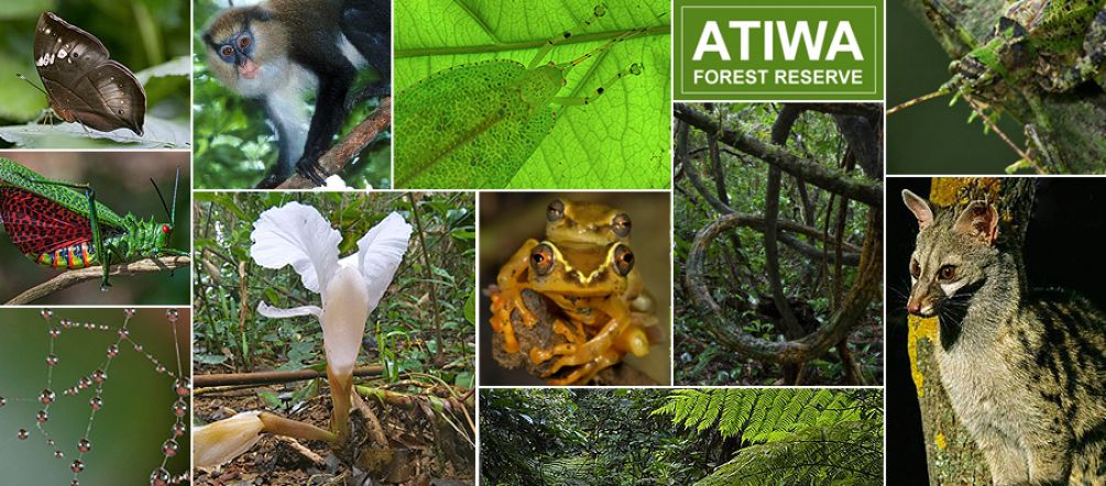 Primati rari, farfalle uniche, insetti, anfibi, uccelli – la biodiversità di Atiwa è una delle più straordinarie dell’Africa Occidentale. Primati rari, farfalle uniche, insetti, anfibi, uccelli – la biodiversità di Atiwa è in pericolo