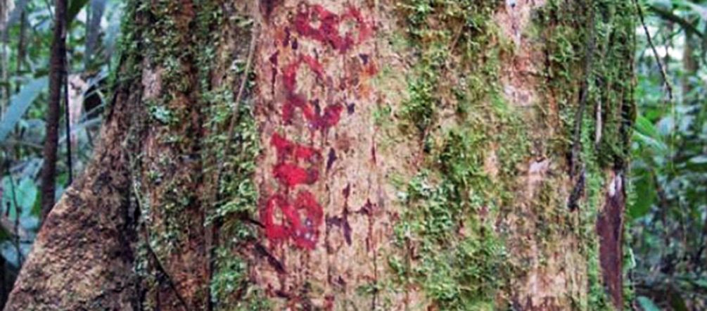 Quattro mila alberi sono gia’ stati marchiati