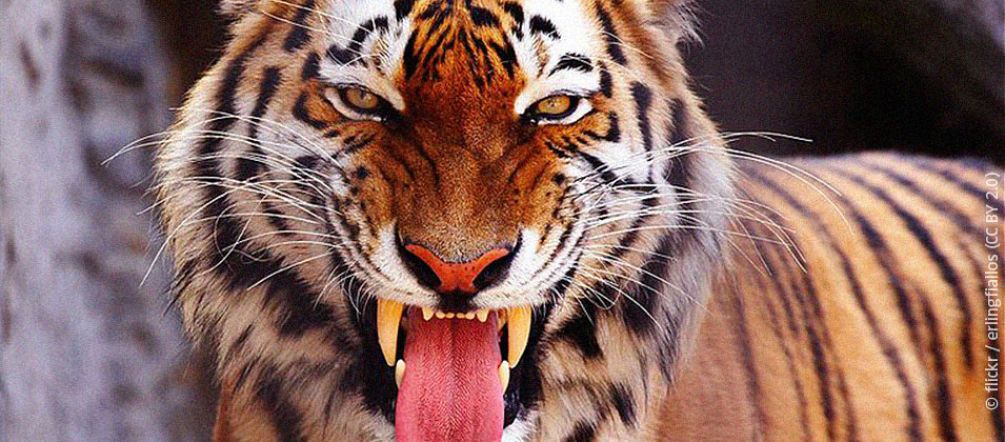 Anche l’UNESCO lancia l’allarme per salvare le tigri del Bengala Una tigre del Bengala mostra la sua dentatura