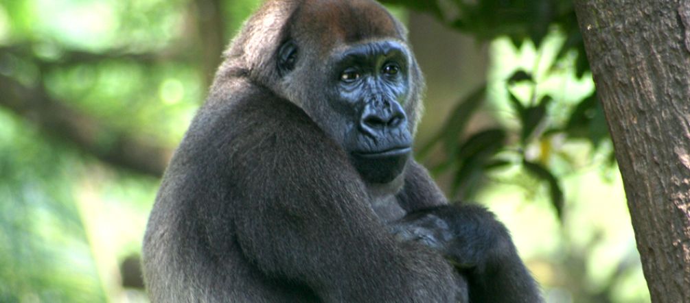 I gorilla della foresta di Cross River rischiano l'estinzione (© Julielangford - CC BY-SA 3.0) Un gorilla nella foresta di Cross River