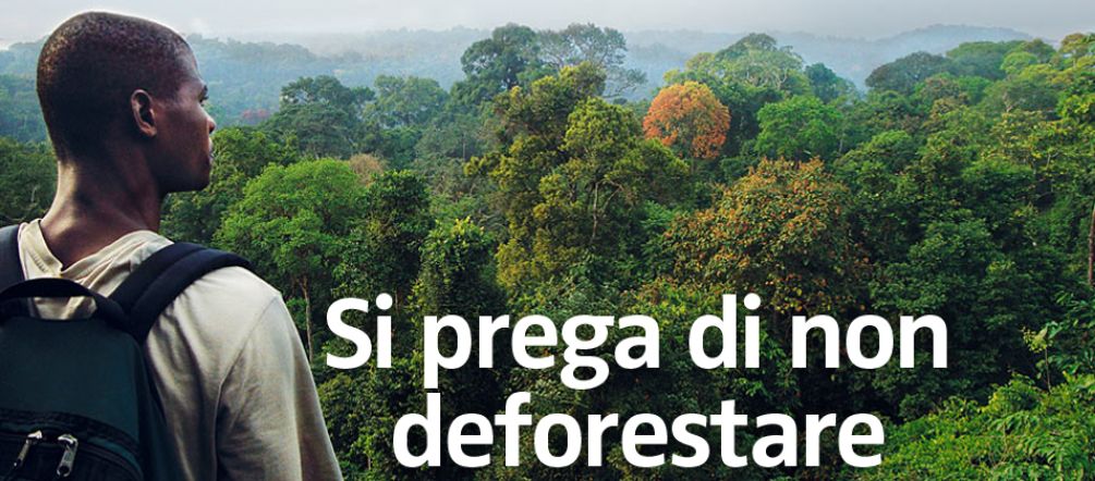 Una foresta del Camerun Si prega di non deforestare
