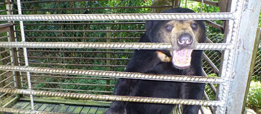 Questo non è divertente! Un orso malese in gabbia nello stato di Sabah in Malesia