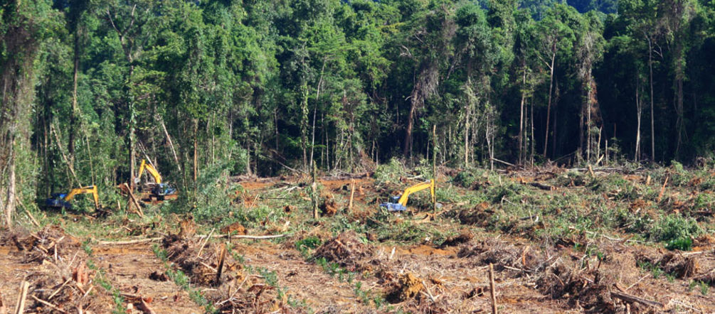 A Merauke nel sud est di Papua sono già stati tagliati 1 milione di ha di foresta per piantagioni industriali Pale meccaniche distruggono la foresta