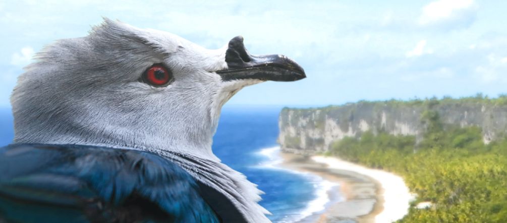 Il piccione imperiale di Polinesia - Ducula aurorae - è una specie endemica dell’ atollo delle isole Tuamotu nel Pacifico, una di esse è Makatea Un piccione imperiale della Polinesia (Ducula aurorae), nello sfondo la foresta incontaminata, situata sulle scogliere dell'isola di Makatea nella Polinesia Francese