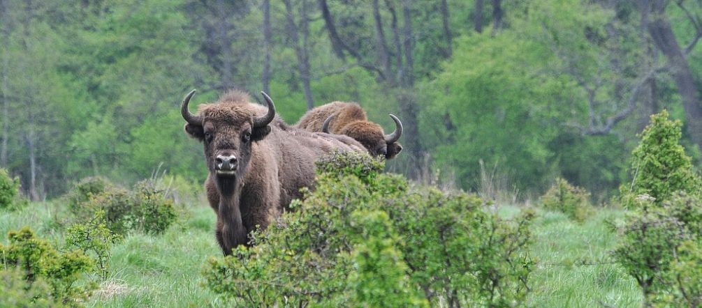 Un caso unico in Europa: 900 bisonti selvatici vivono a Bialowieza Il bisonte europeo nella foresta di Bialowieza in Polonia