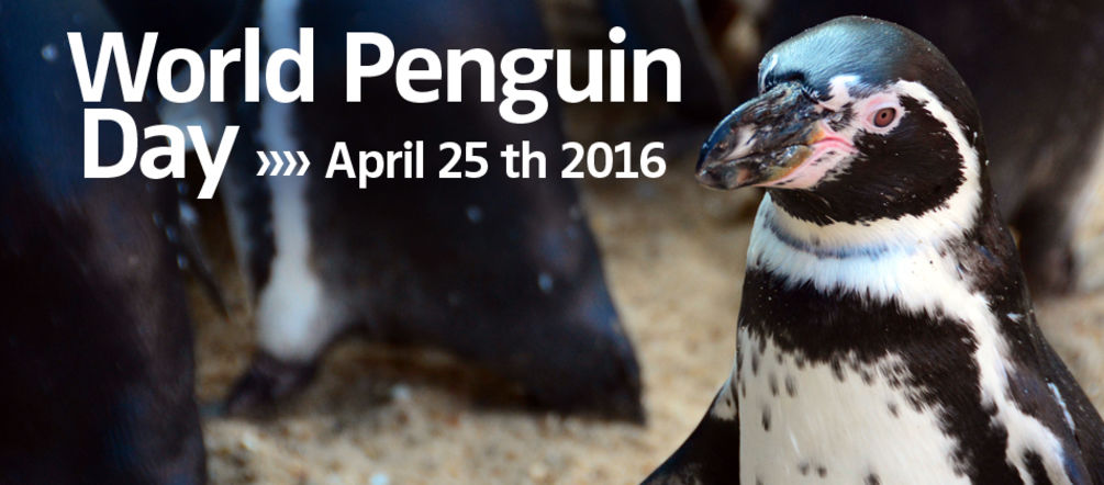 Pinguino Humboldt: Giornata Mondiale del Pinguino 2016 Pinguino Humboldt e Giornata Mondiale del Pinguino 2016