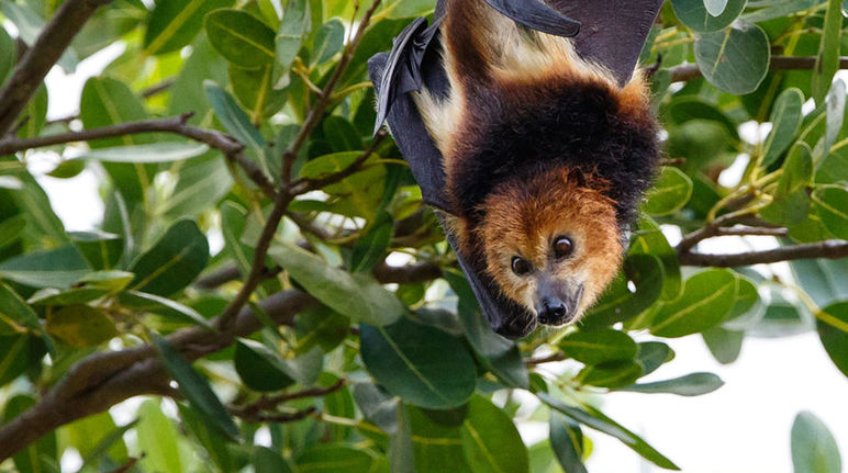 Pipistrello della frutta o volpe volante (Pteropus niger)