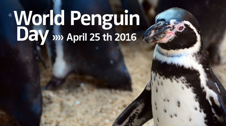 Pinguino Humboldt e Giornata Mondiale del Pinguino 2016